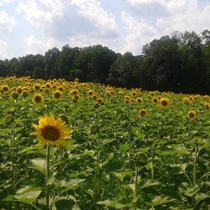 Ian & taryn owners of Falcon Finds